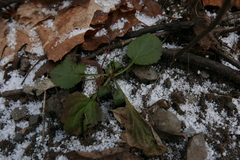 Micranthes virginiensis