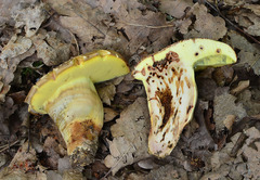 Butyriboletus appendiculatus