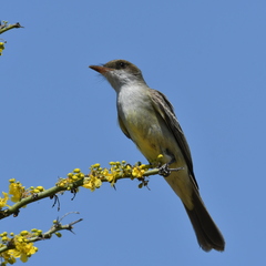 Myiarchus swainsoni