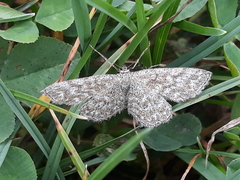 Scopula immorata