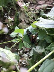 Chrysocale principalis