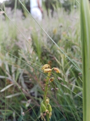 Orthochilus foliosus