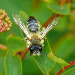 Andrena gravida