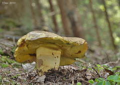 Butyriboletus appendiculatus