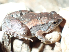 Microhyla mukhlesuri