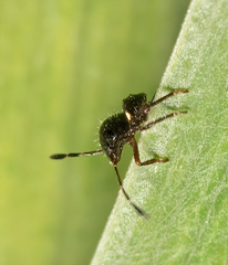 Pilophorus