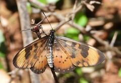 Acraea acara
