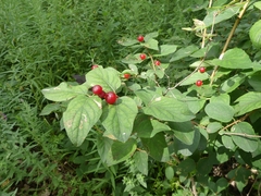 Lonicera