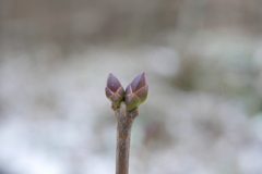 Syringa