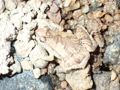 Microhyla mukhlesuri