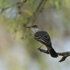 Myiarchus swainsoni