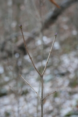 Syringa