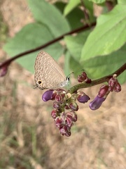 Jamides bochus formosanus