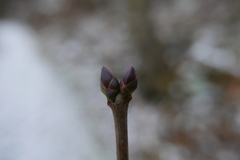 Syringa