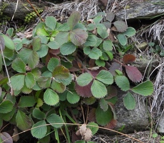 Potentilla micrantha