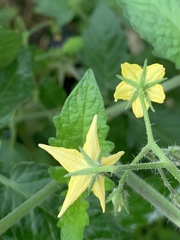 Solanum lycopersicum cerasiforme