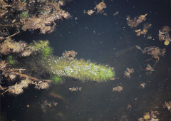 Myriophyllum aquaticum