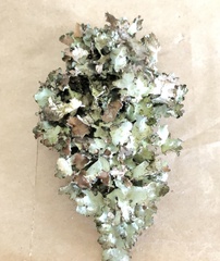 Tuckermanopsis orbata