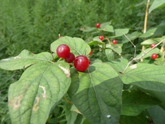 Lonicera
