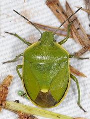 Chlorochroa juniperina