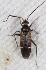 Cremnocephalus alpestris