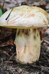 Butyriboletus fechtneri