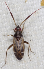 Cremnocephalus alpestris