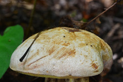 Butyriboletus fechtneri
