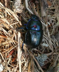 Anoplotrupes