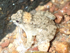 Occidozyga martensii