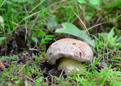 Butyriboletus fechtneri
