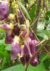 Mucuna