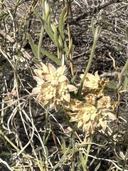 Funastrum hirtellum