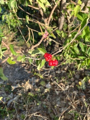 Malpighia glabra