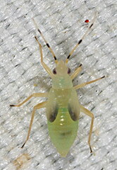Phylus coryli