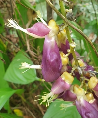 Mucuna