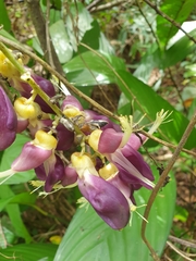 Mucuna