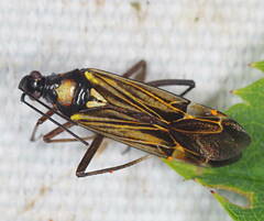 Miris striatus