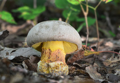 Butyriboletus fechtneri