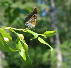 Limenitis populi