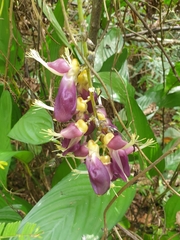 Mucuna