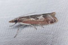 Syntonarcha iriastis