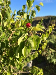 Malpighia glabra