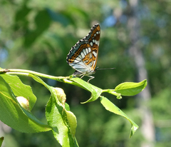Limenitis populi