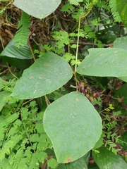 Mucuna