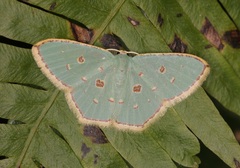 Comostola meritaria