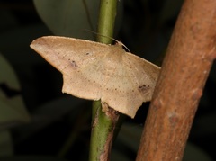 Krananda falcata