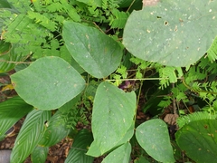 Mucuna