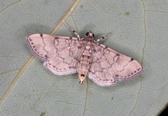 Lamprosema tampiusalis