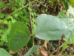 Mucuna